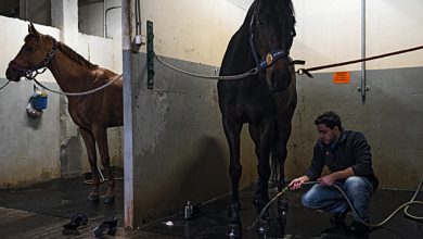 Photo of Как лошади завоевали людей: Men’s Health работает на конюшне