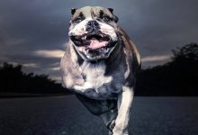 Photo of Если на тебя напала собака: 3 способа грамотной защиты