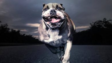 Photo of Если на тебя напала собака: 3 способа грамотной защиты